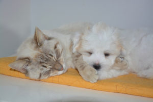 A kitty and puppy sleeping side by side