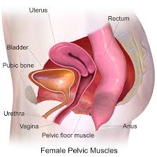 Illustration of female pelvic muscles