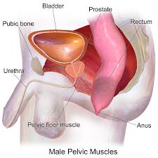 An illustration depicting the male pelvic muscles and prostate An illustration depicting the male pelvic muscles and prostate